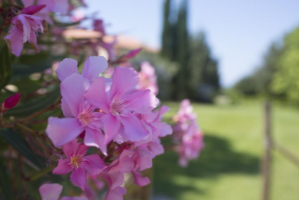 Agriturismo Le Vallette Bibbona Eksteriør billede
